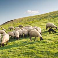 Выпас скота - Животноводство