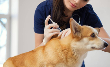 Ветеринарные услуги  - Животноводство