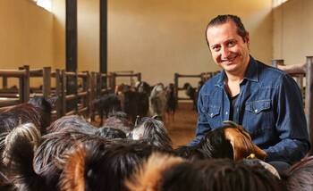 Стрижка овец - Животноводство