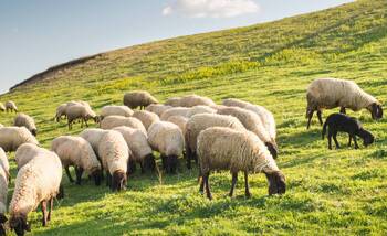 Выпас скота - Животноводство