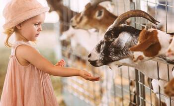 Экскурсии на ферму  - Животноводство