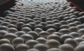 Сортировка яиц - Животноводство